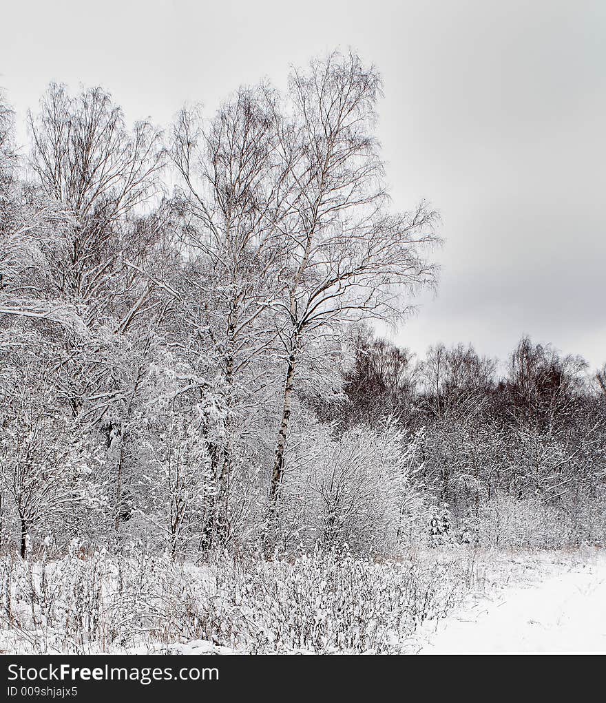 Winter Forest