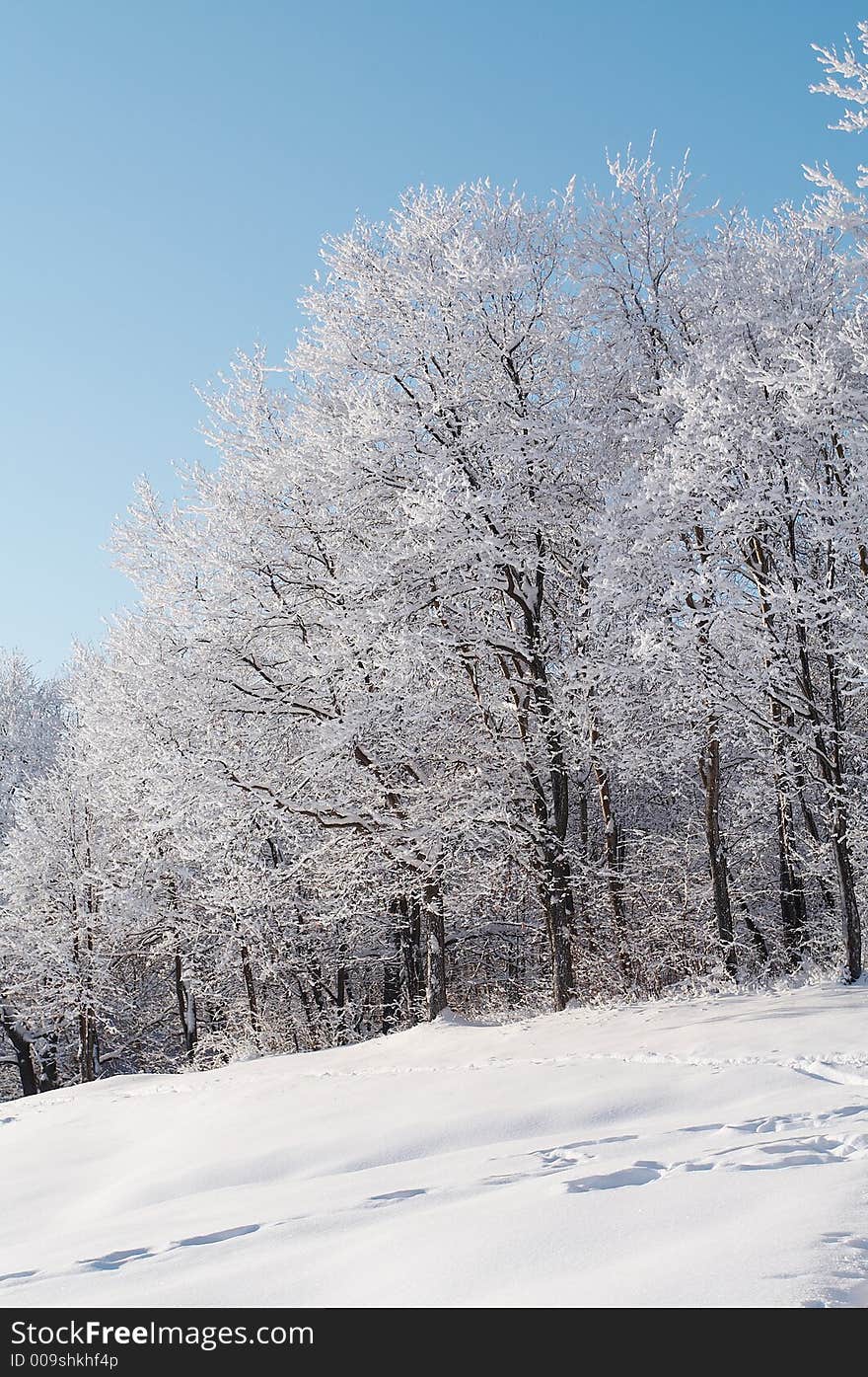 Trees in snow in winter, Russia. Trees in snow in winter, Russia