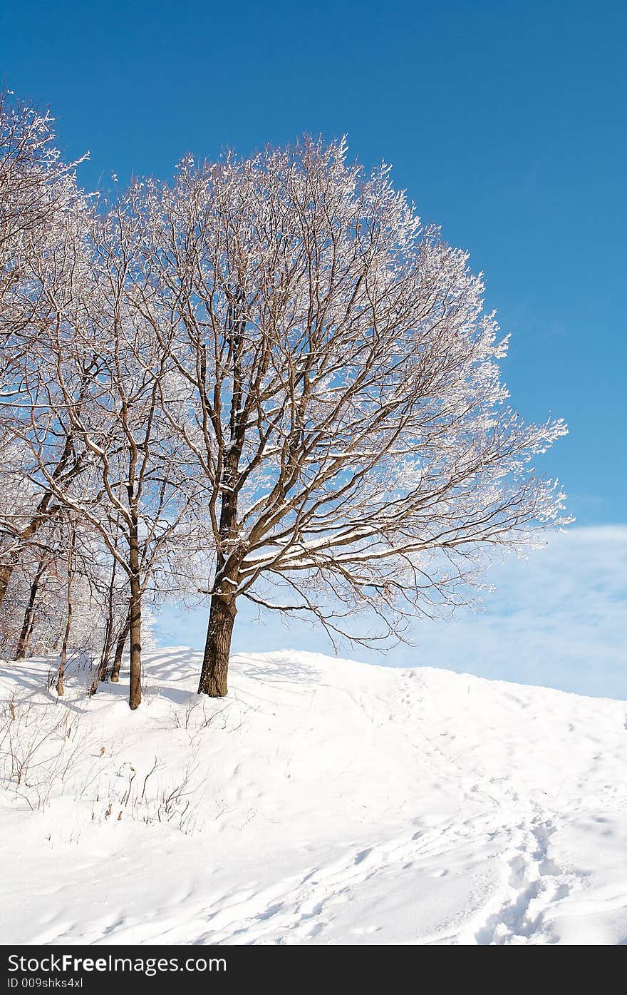 Winter forest