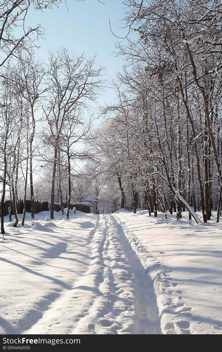 Winter forest