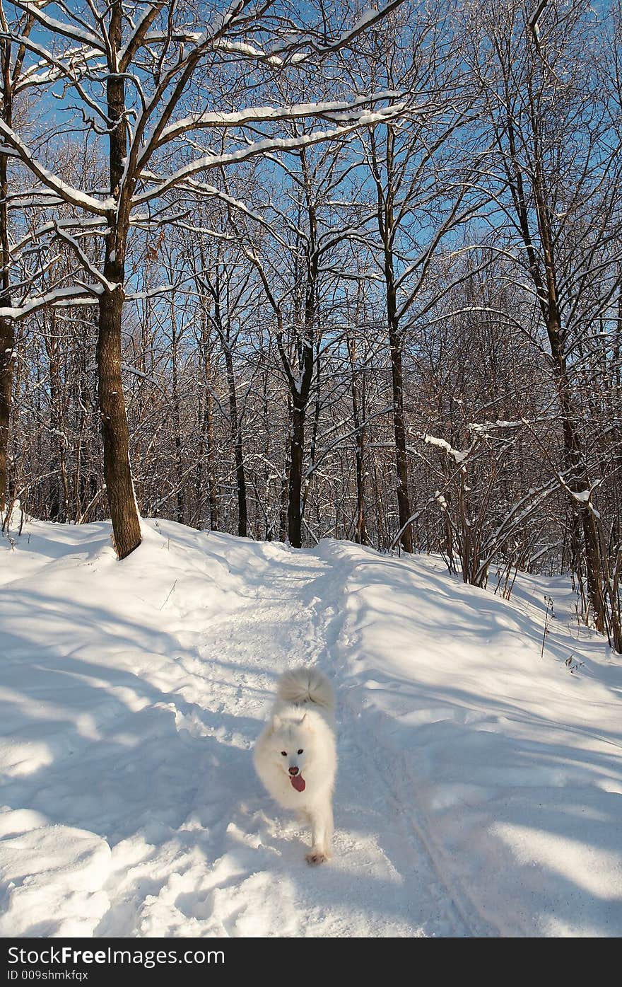 Samoed In Winter Forest