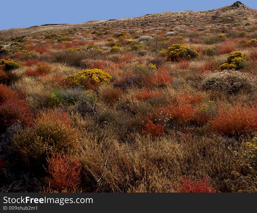 Beautiful variety of desert brush showing off their colors