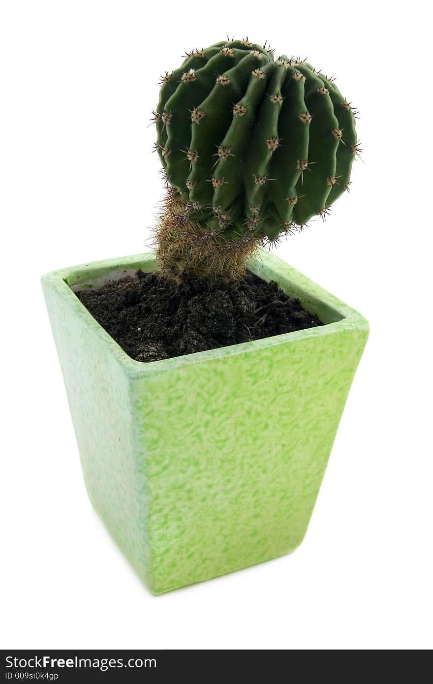 Cactus in a green pot over white background