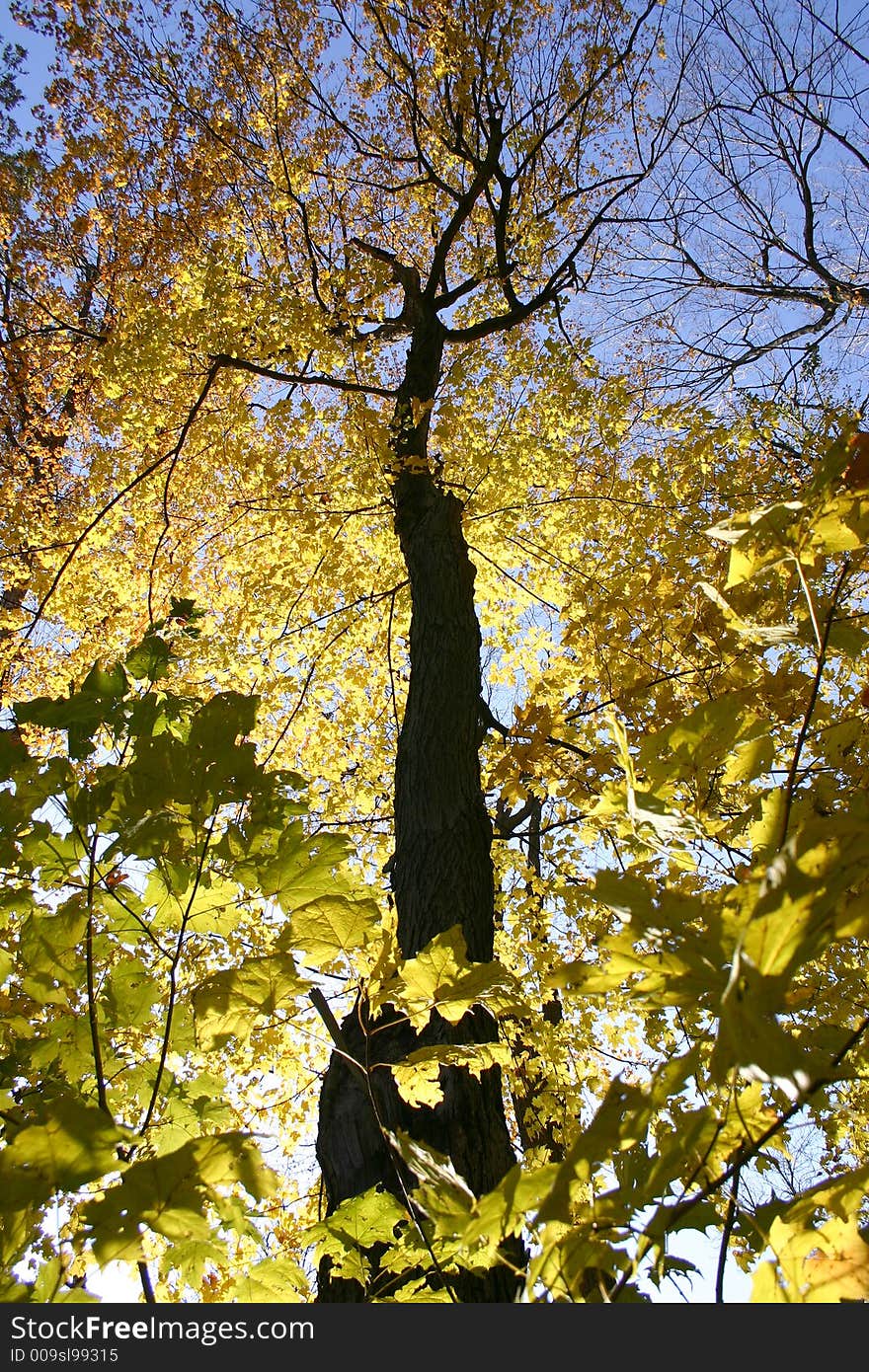 Looking up the trunk of a tree