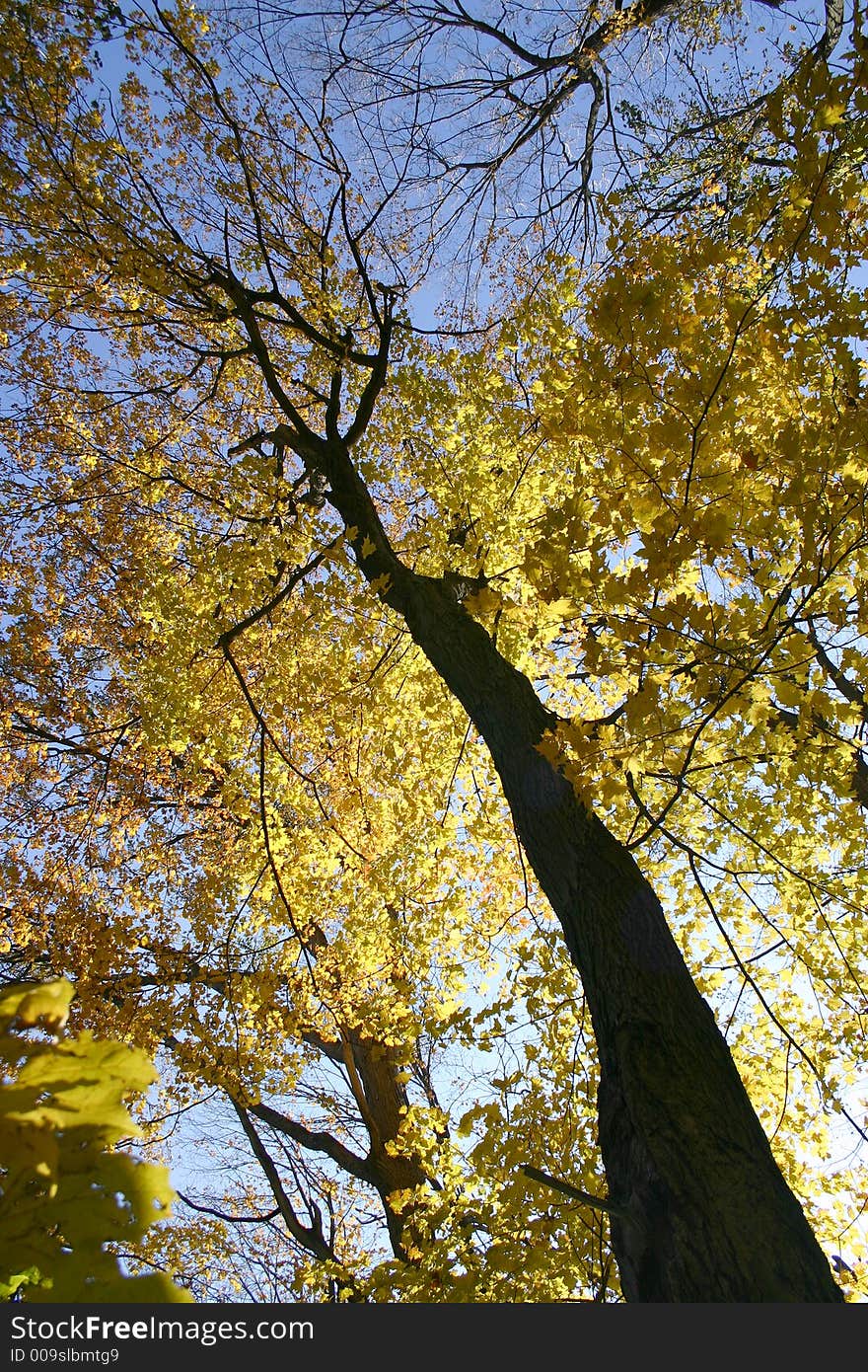 Looking up the trunk of a tree