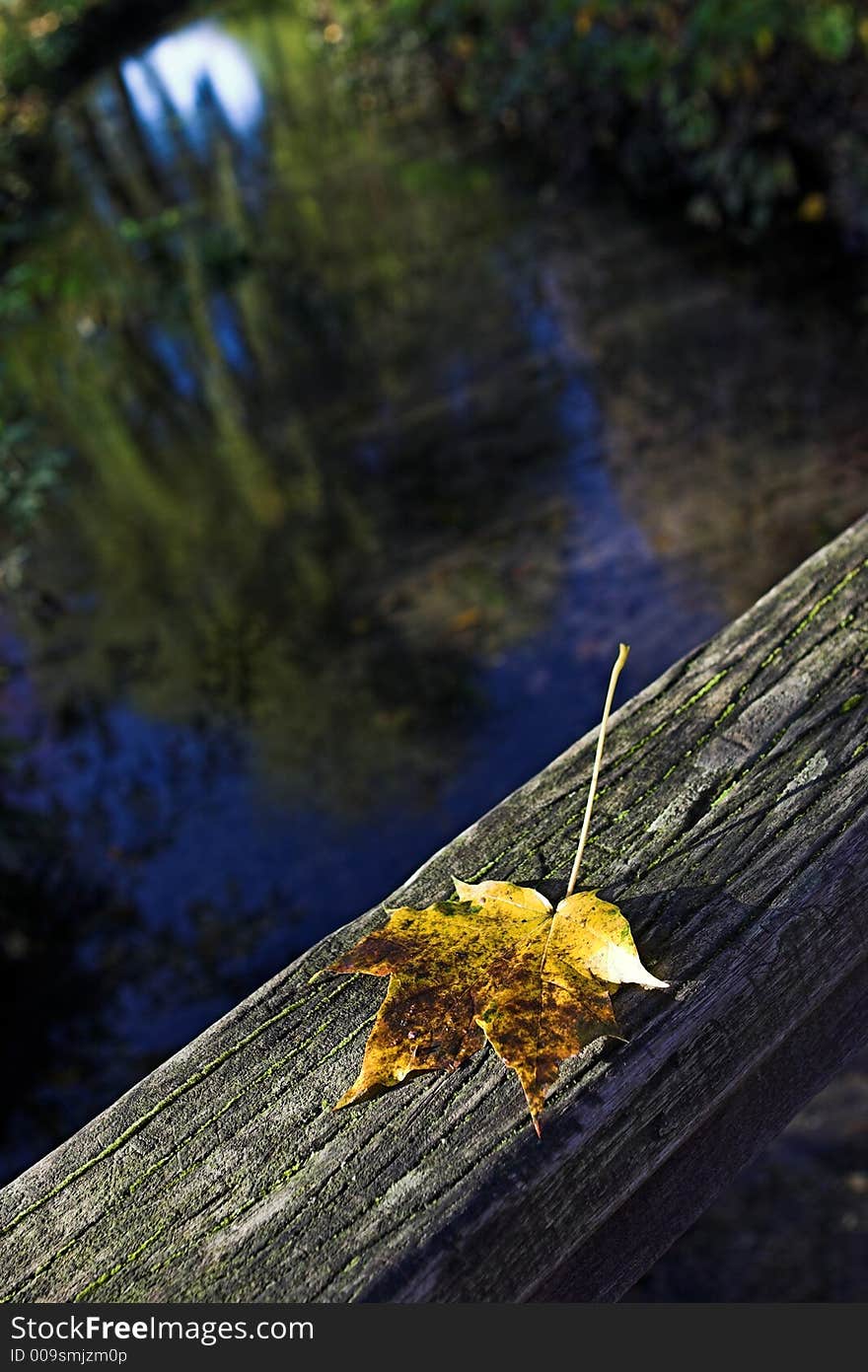 Autumn scene - shallow depth of field. Autumn scene - shallow depth of field