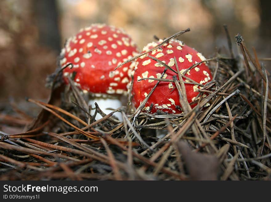 Two Toadstools