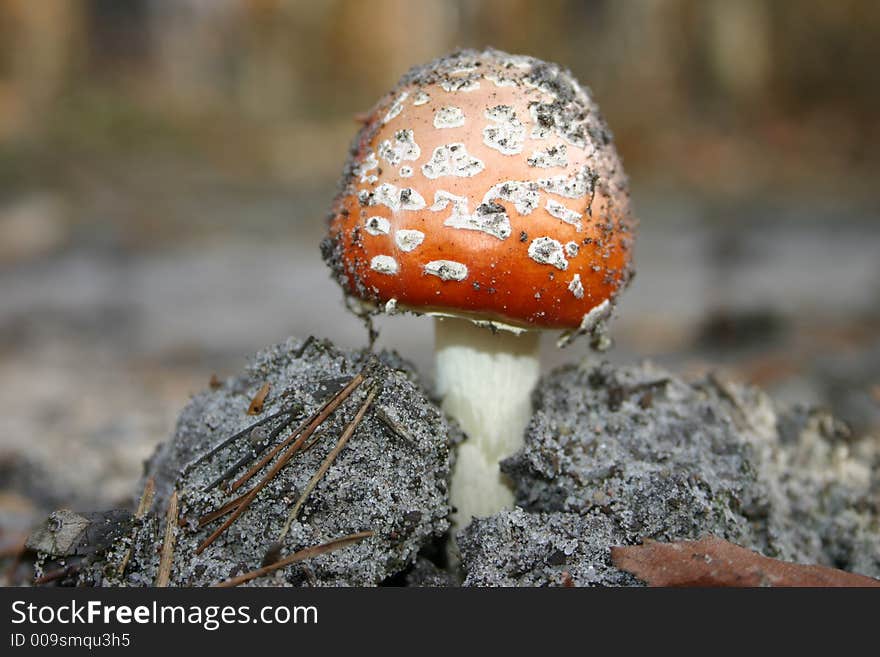 One toadstool in hillock of sand