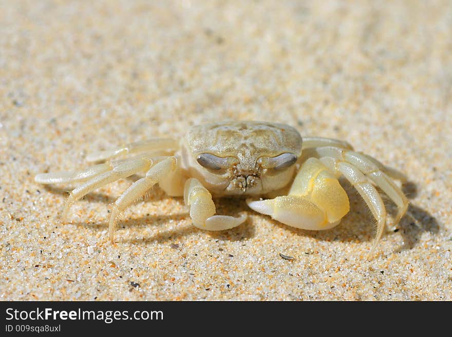 Sand Crab