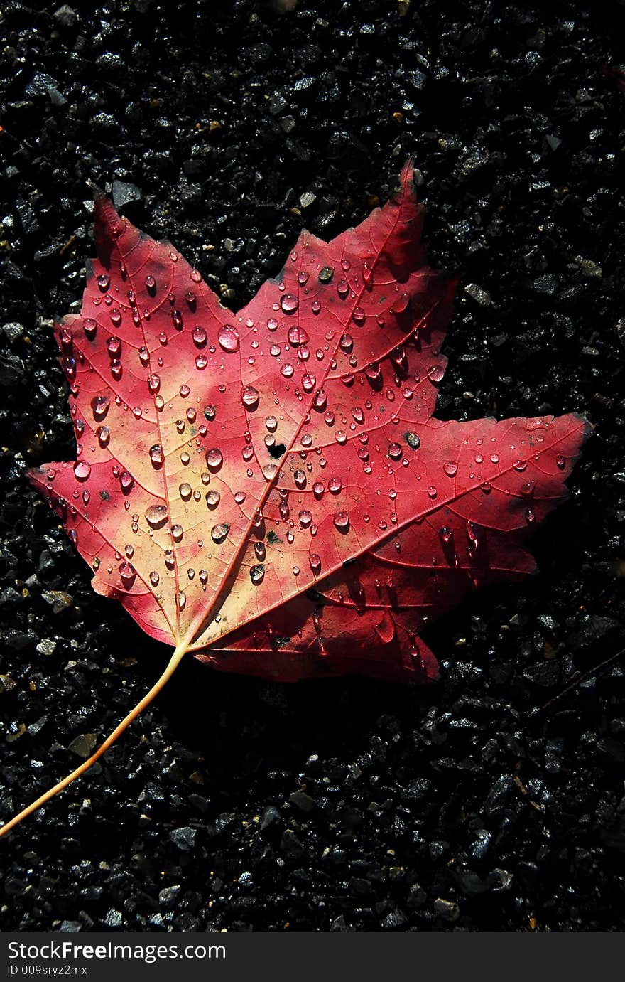 Autumn Dew