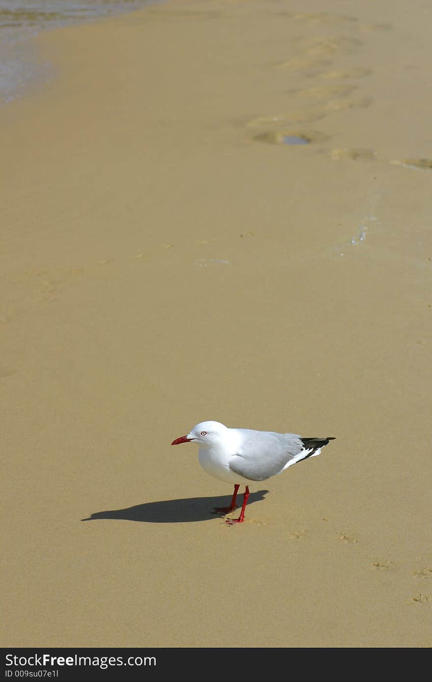 Standing Gull