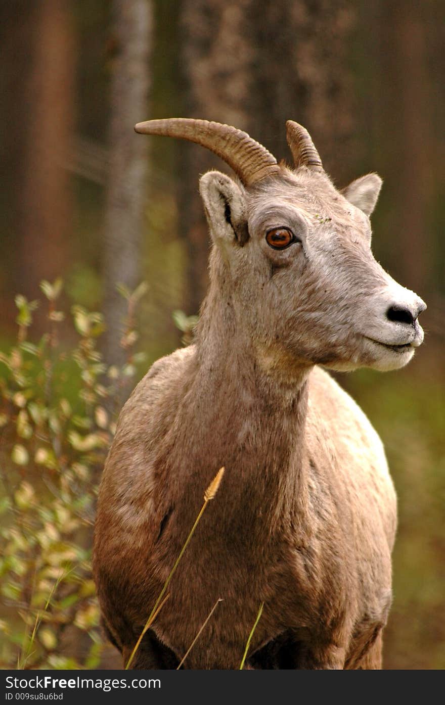 A ram in the wild, Alberta, Canada. A ram in the wild, Alberta, Canada