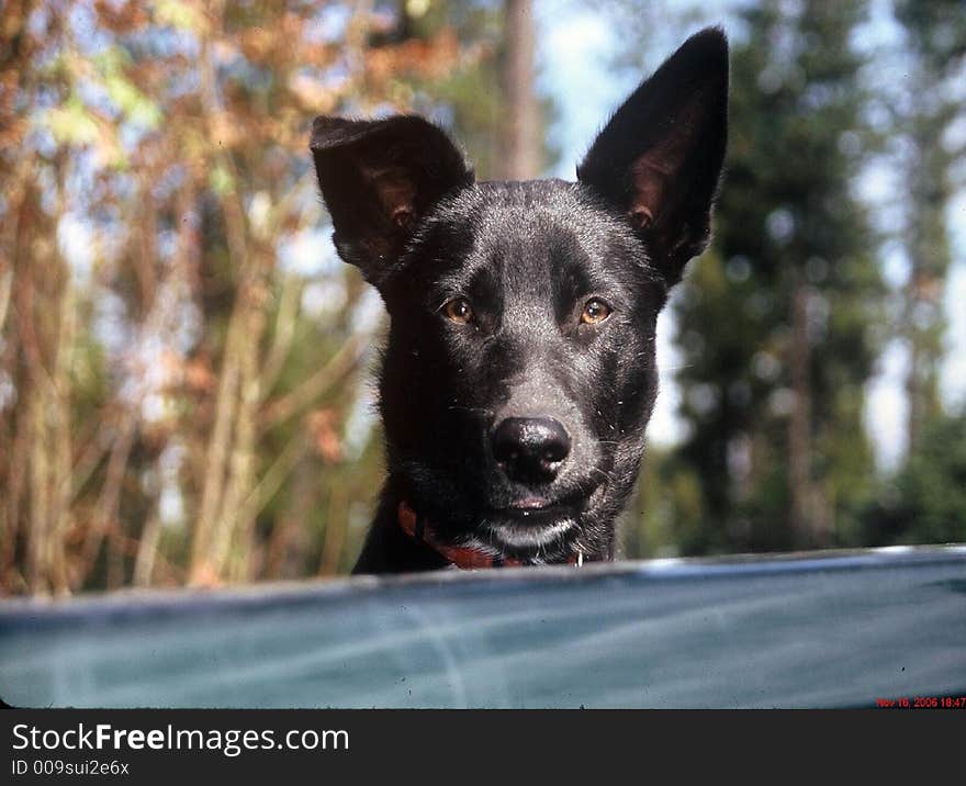 Puppy perfect portrait in back of truck.