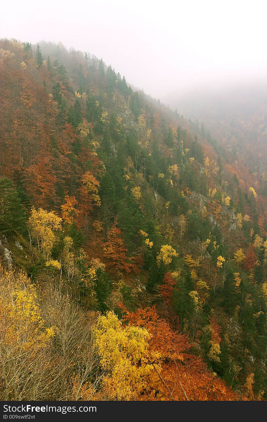 Mix forest autumn colors in mist