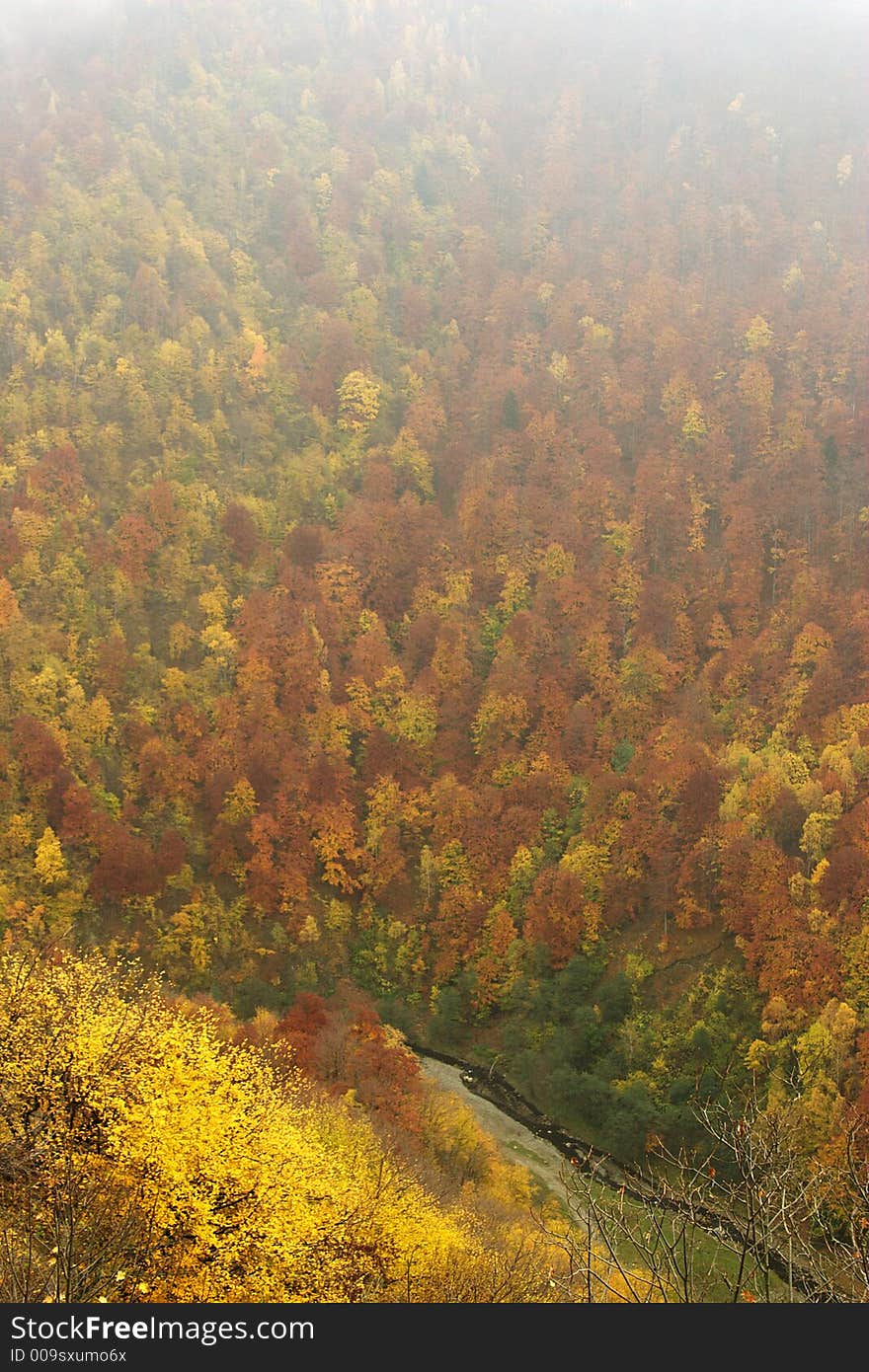 Autumn time warm colors forest