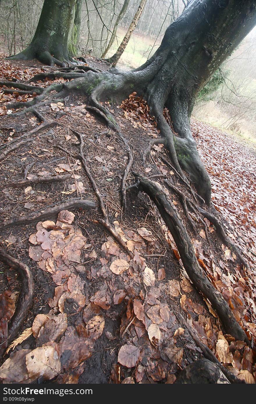 Forest , closeup on  trees trunks and roots