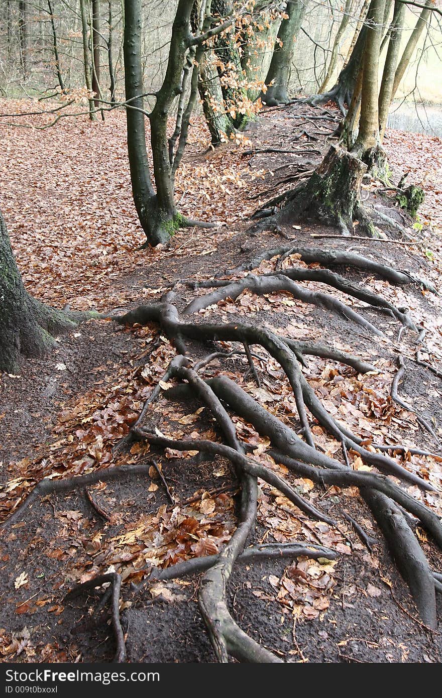 Forest , closeup on trees trunks and roots