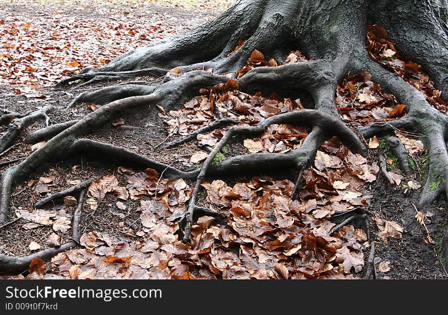 Forest , closeup on  trees trunks and roots