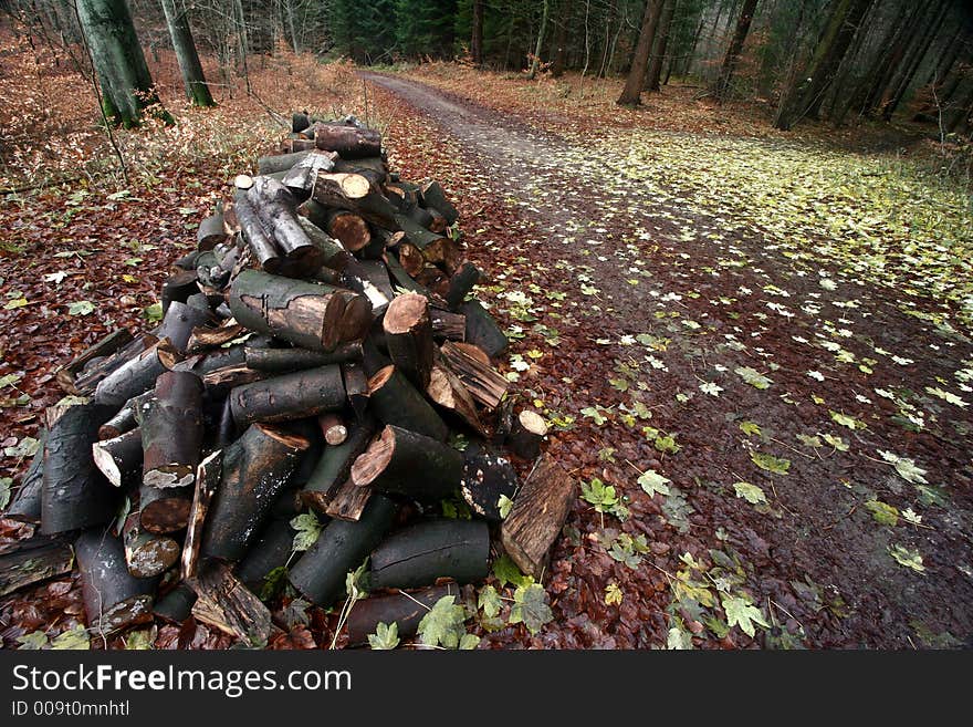 Wood and leaves in the forest in winter