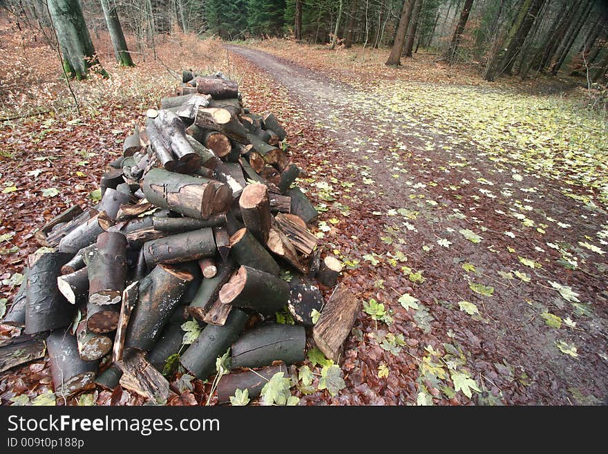 Forest , closeup on trees trunks and roots