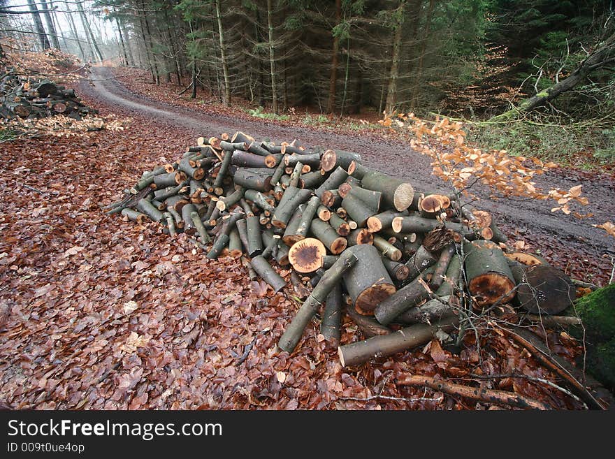 Wood and leaves in the forest in winter