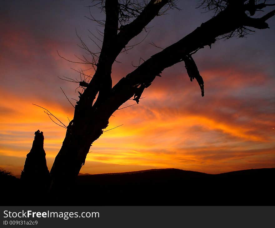 Thorn sunset