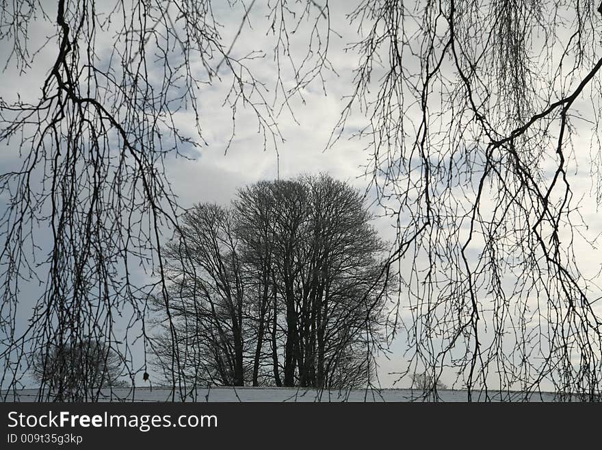 Winter trees