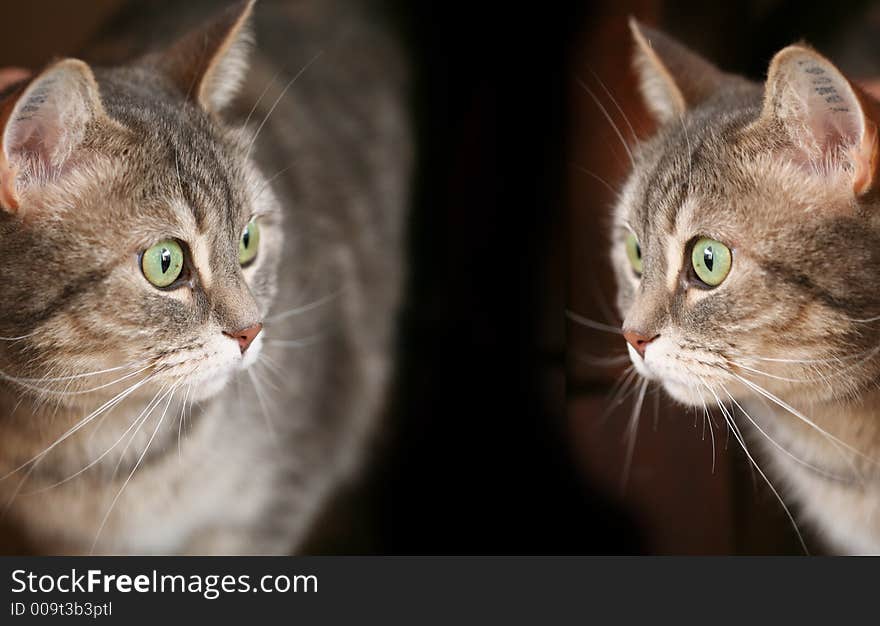 2 grey cats with green eyes (two pictures of the same cat)