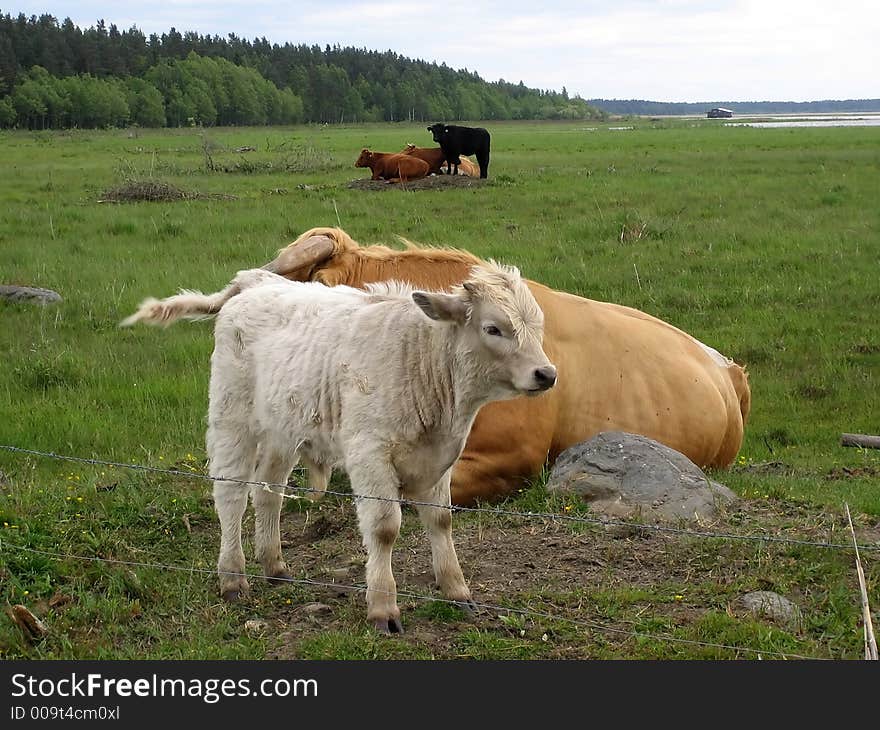 Young bull-calf on the green field.