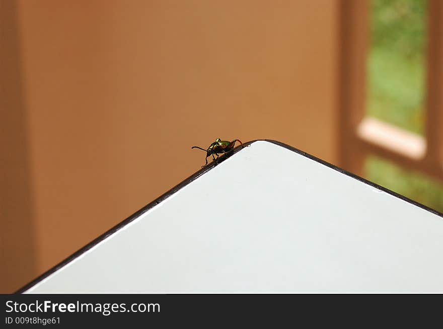 A colorful bug walks around edge of table.