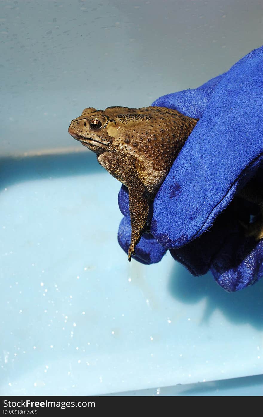 Poisonous Cane Toad