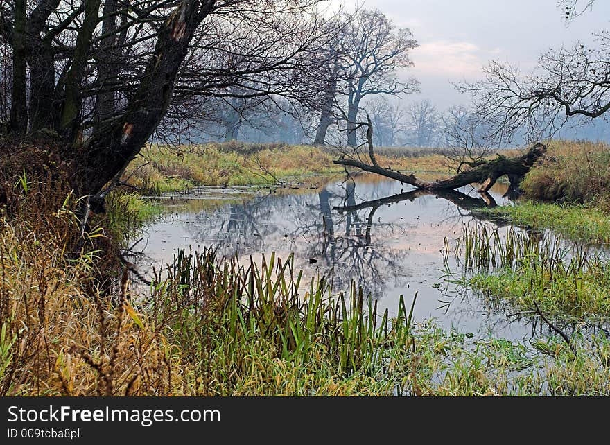 Meadow And Pool