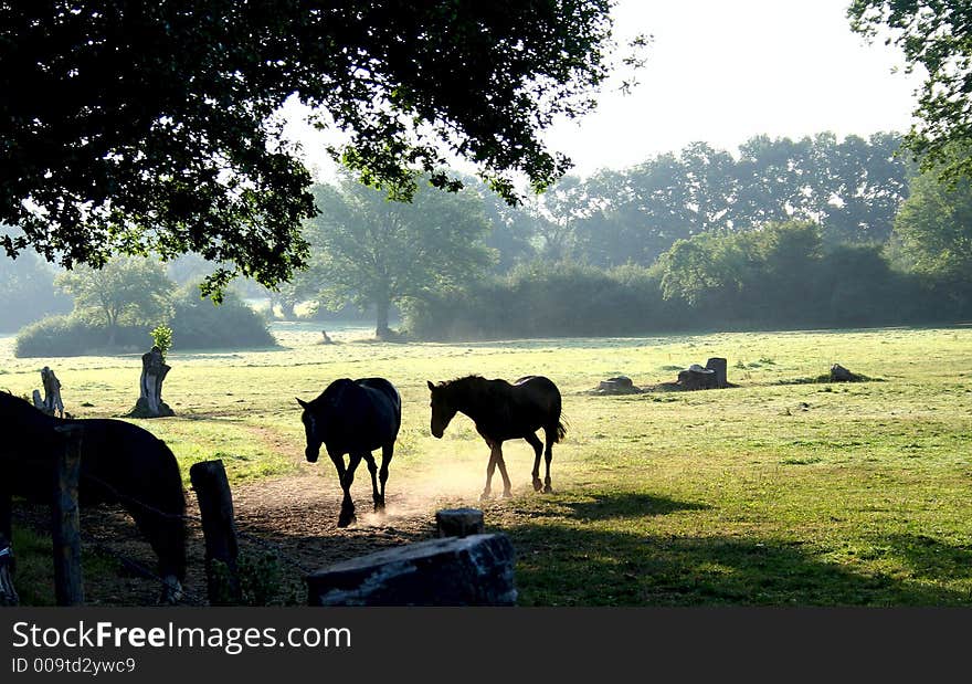 Pair of horses on a meadow in the morning dust. Pair of horses on a meadow in the morning dust