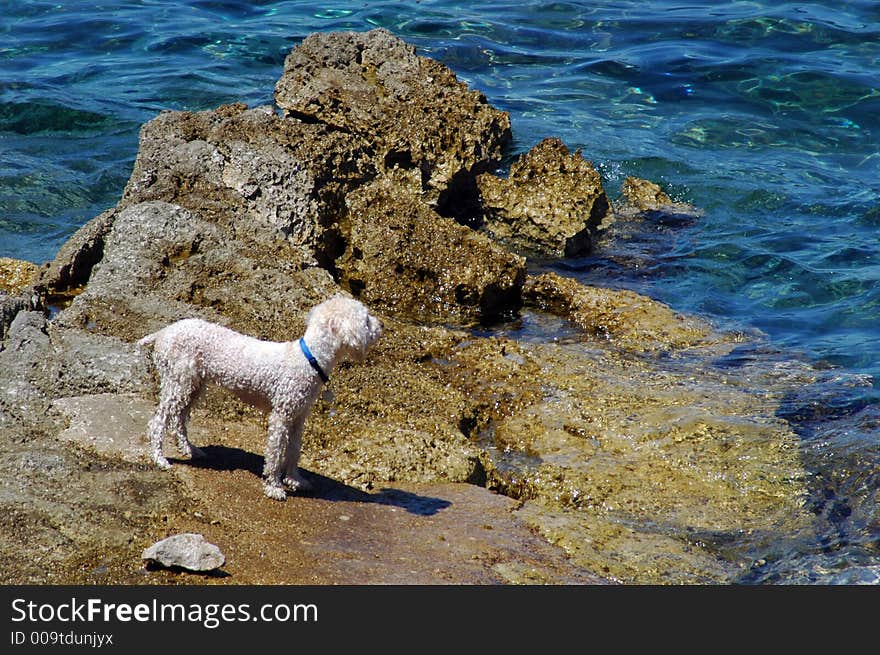 Little dog enjoy at the beach and sun. Little dog enjoy at the beach and sun