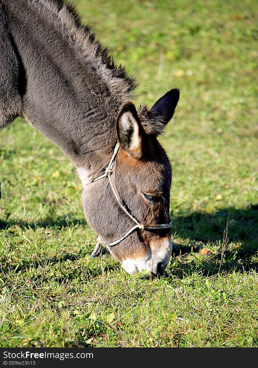 Portrait of a Donkey Pasturing. Portrait of a Donkey Pasturing