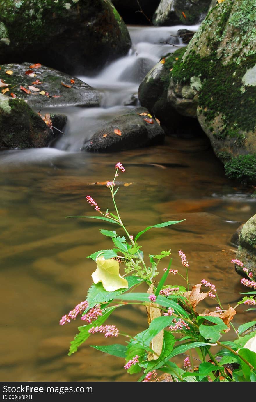 A cascading waterfall and stream with flowers and autumn leaves. A cascading waterfall and stream with flowers and autumn leaves.