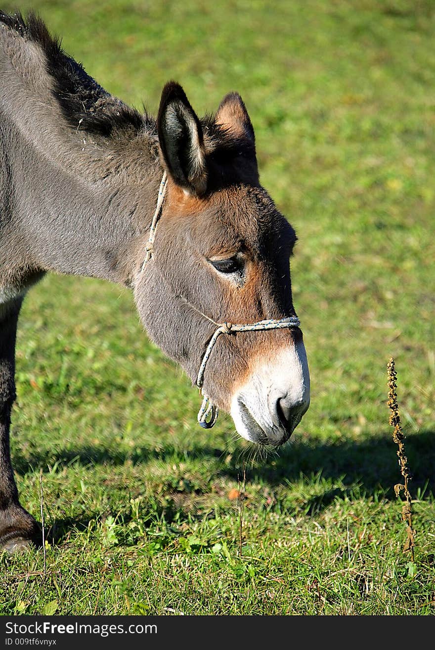 Portrait of a Donkey Pasturing. Portrait of a Donkey Pasturing