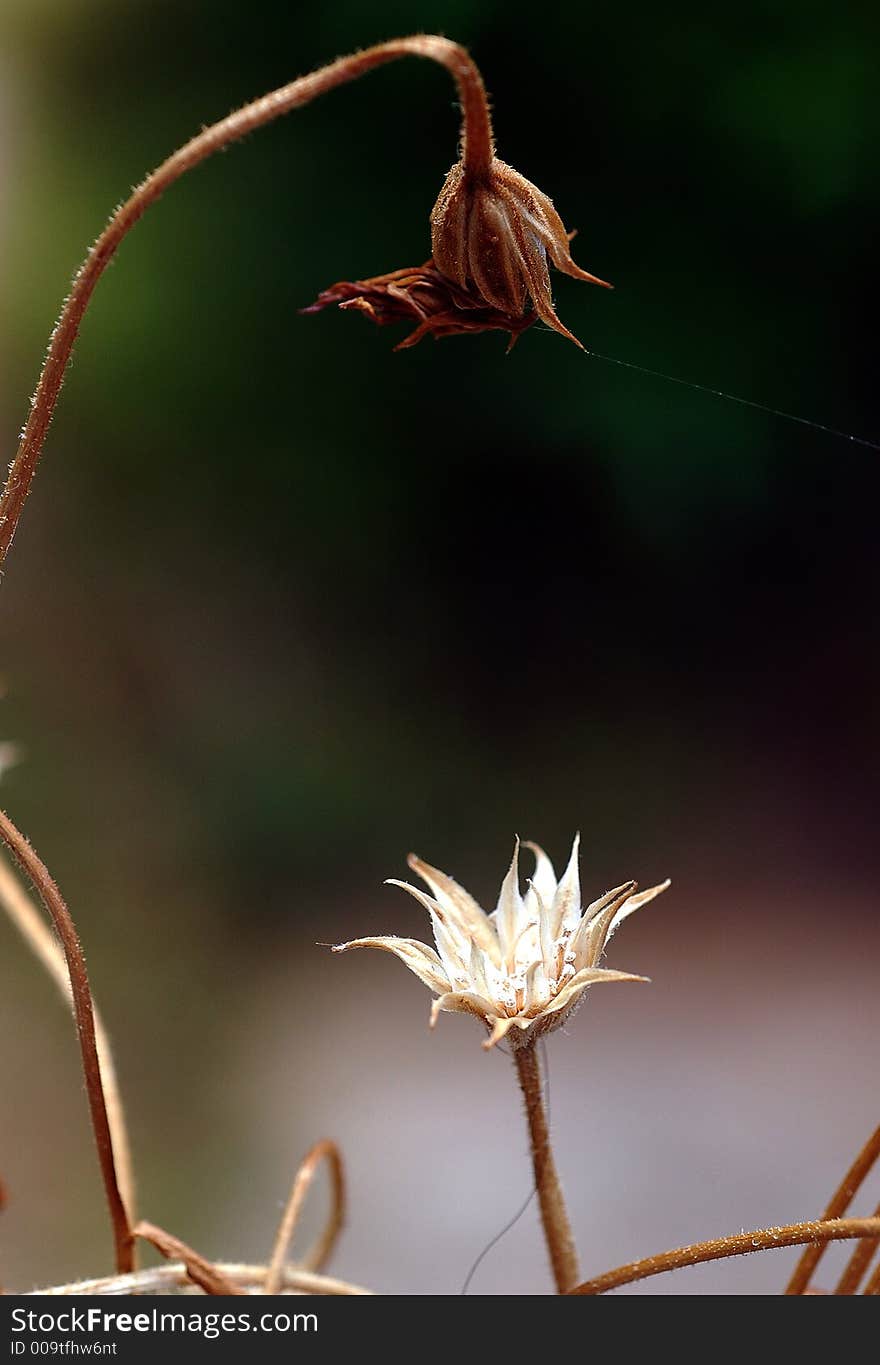 Two dry floral in the meadow. Two dry floral in the meadow