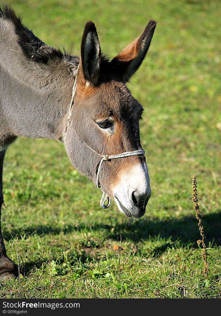 Portrait of a Donkey Pasturing. Portrait of a Donkey Pasturing