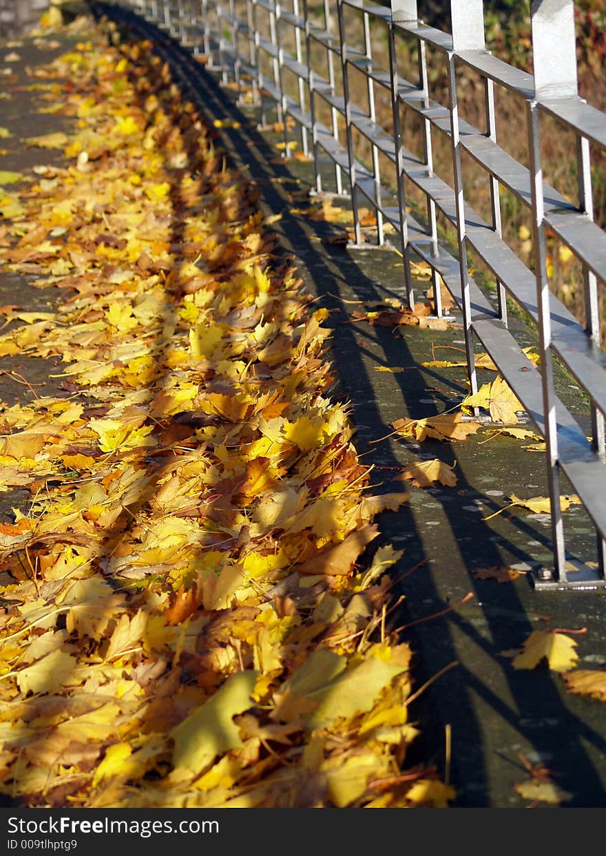 Gold autumn leaves. autumn season