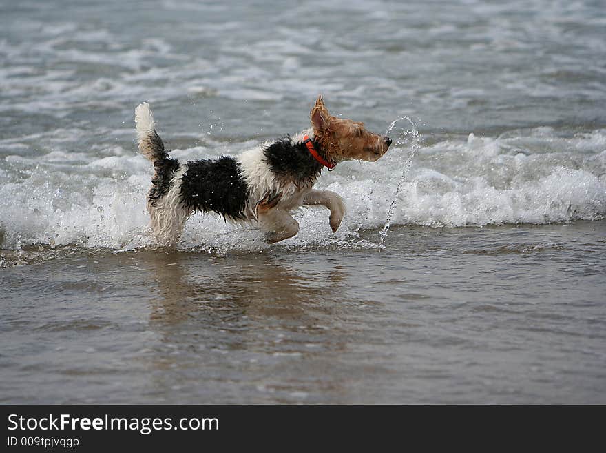 Terrier playing in the sea. Terrier playing in the sea