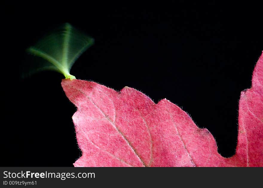 Autumn Dance