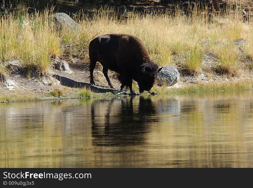 Buffalo at the watering hole