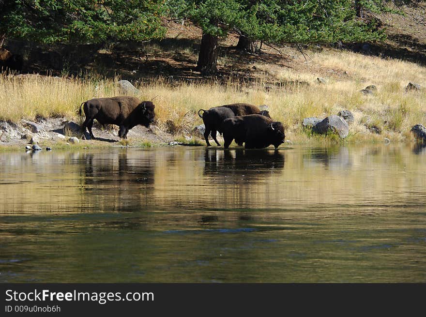 Buffalo in Yellowstone National Park drinking out of the river. Buffalo in Yellowstone National Park drinking out of the river