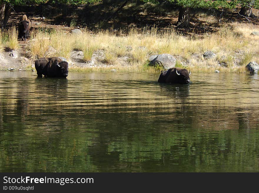 Buffalo in Yellowstone National Park swimming across the river. Buffalo in Yellowstone National Park swimming across the river