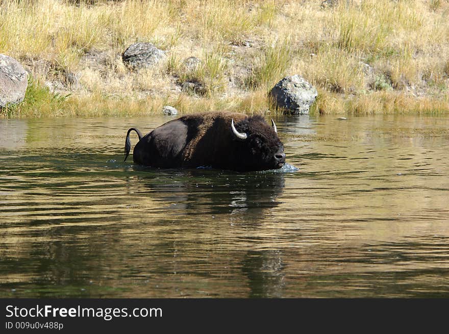 Buffalo in Yellowstone National Park swimming across the river. Buffalo in Yellowstone National Park swimming across the river