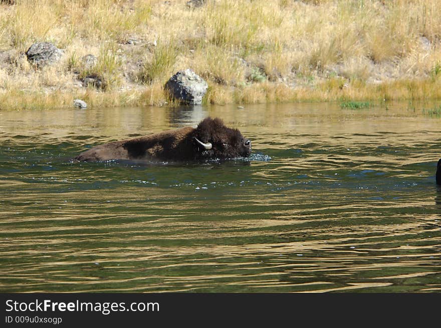 Buffalo in Yellowstone National Park swiming across the river. Buffalo in Yellowstone National Park swiming across the river