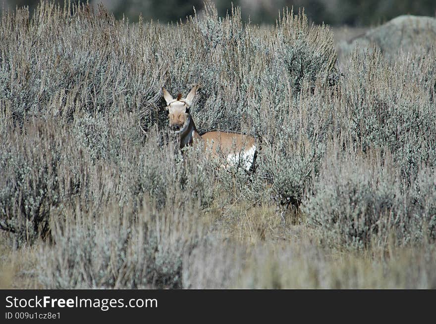 Baby Pronghorn Antelope