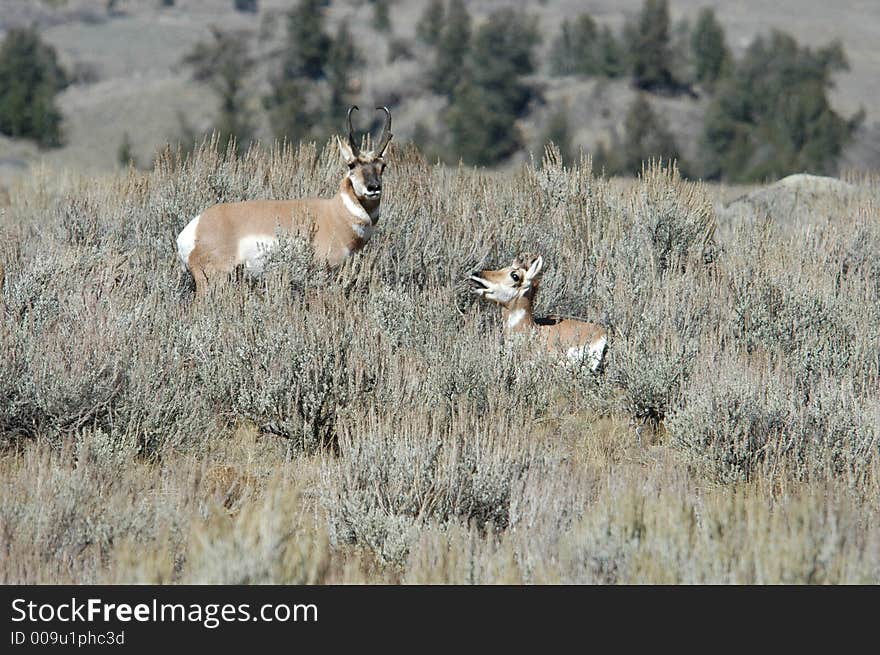 Pronghorn Antelope with a baby