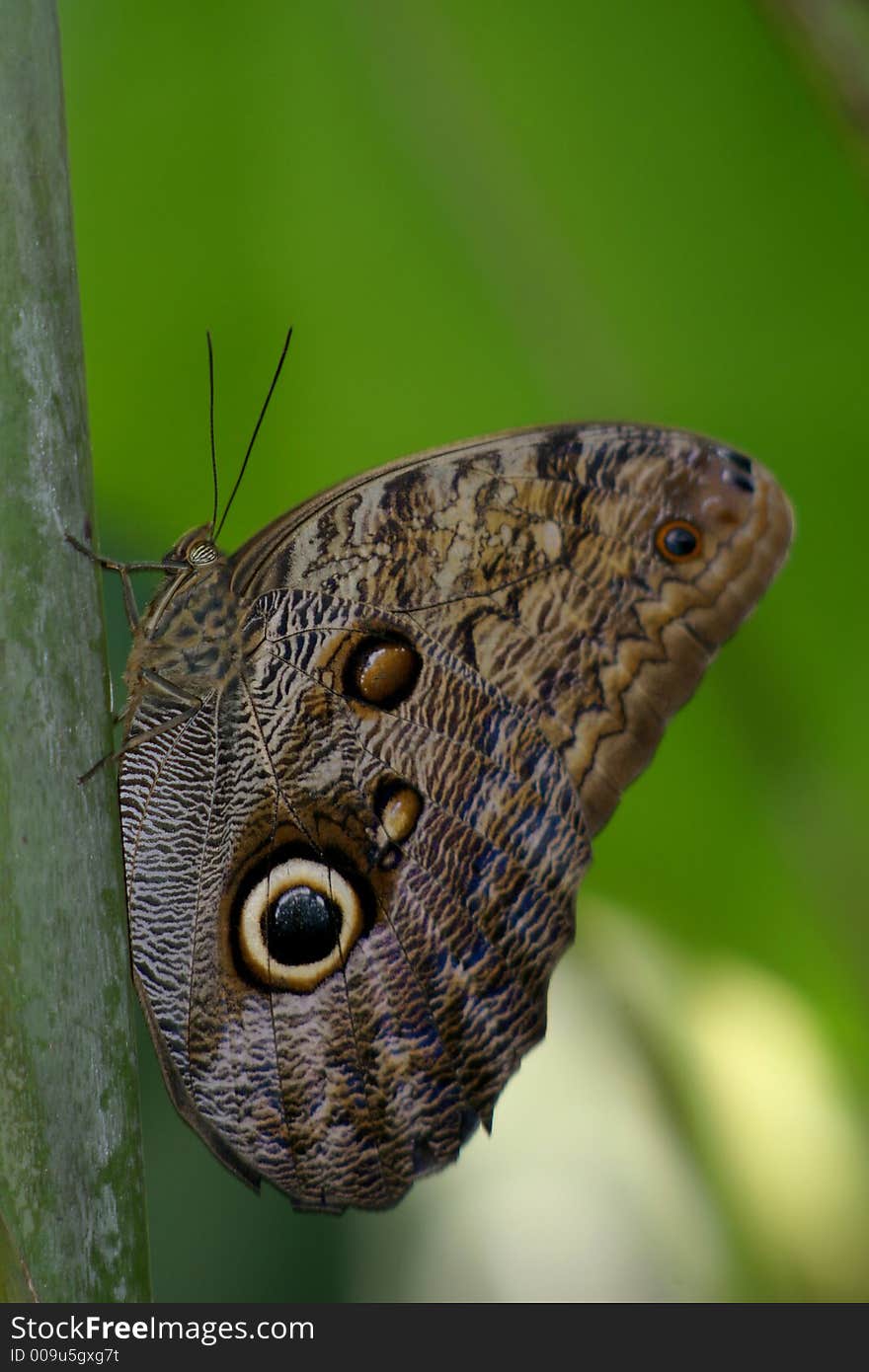 Owl Butterfly (Caligo Memnon)